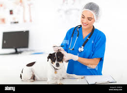 Veterinary Doctors